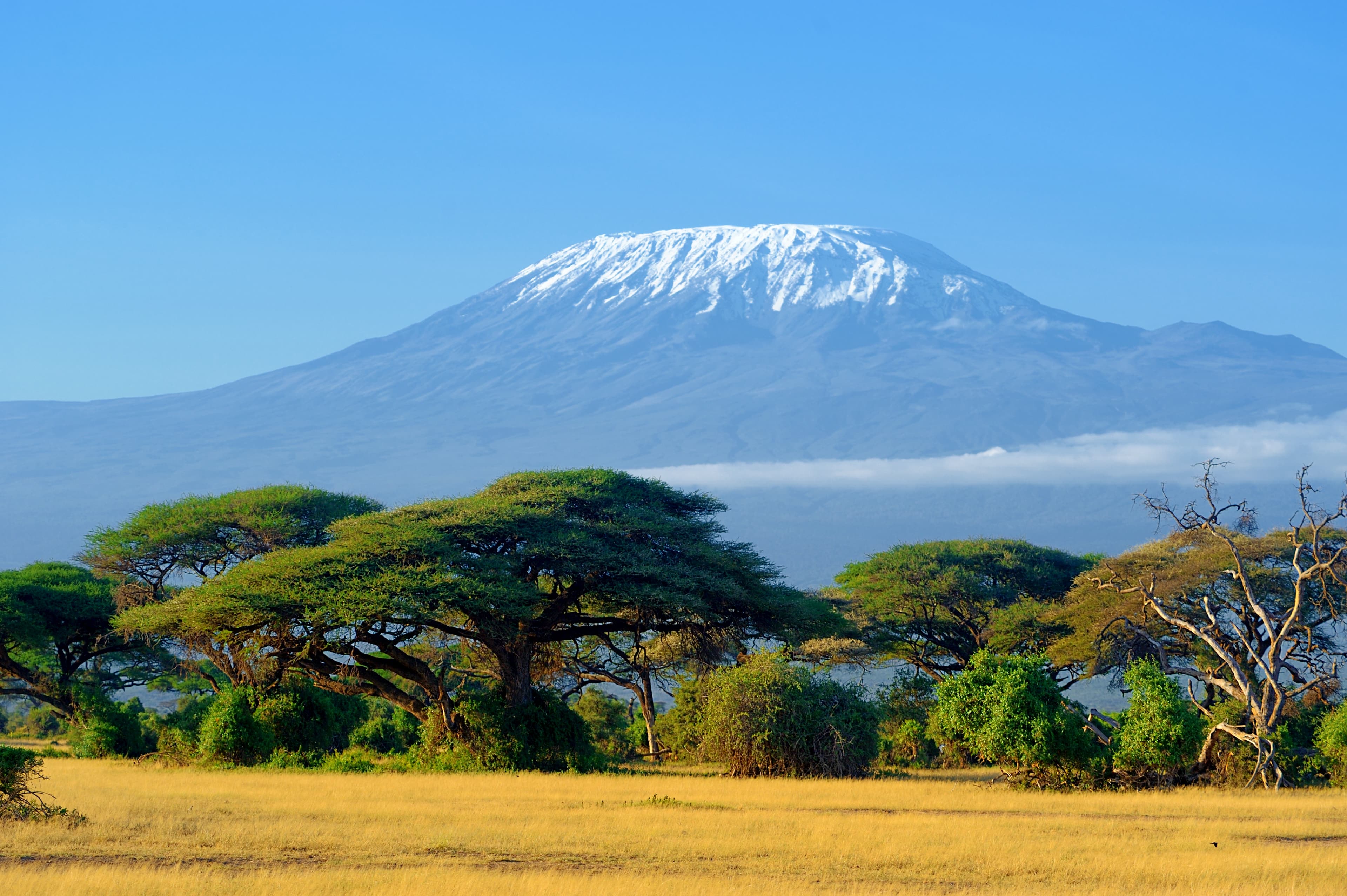 Kilimanjaro über der afrikanischen Savanne