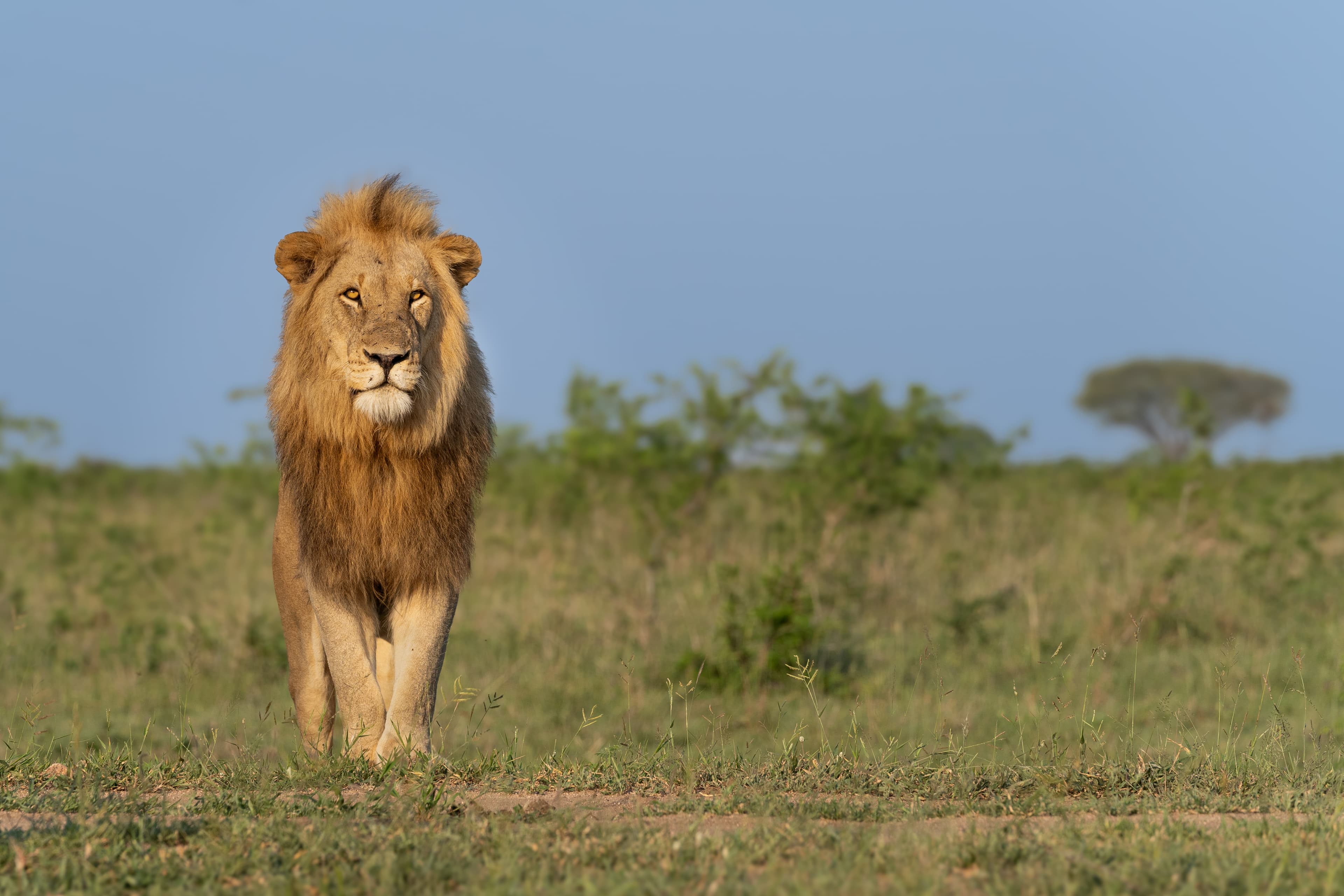 Löwe in der Serengeti